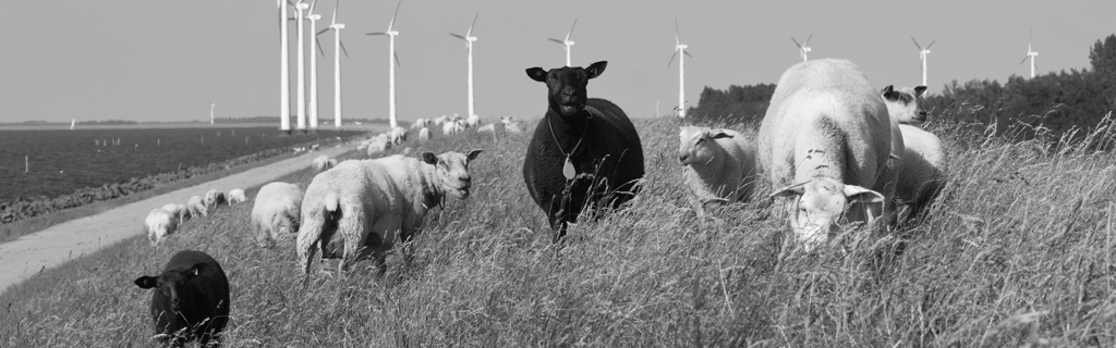 får på mark med vindmøller - dyrenes energi & dyrenes beskyttelse